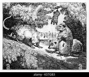 Virginia Opossums (Didelphis virginiana) in ihrer natürlichen Umgebung, versteckt in einem Gebüsch auf einem Zweig. Alte Illustration von unbekannter Autor, auf Magasin Pittoresque, Paris, 1834 veröffentlicht. Stockfoto