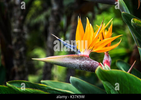 Blühende Strelitzie Blume auf unscharfen Hintergrund Stockfoto