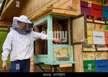 Lokalen Imker Blaz Ambrozic Handhabung fügsam Carnolian Bienen in boxed Nesselsucht Bienenhaus an Kralov Med in Selo in der Nähe von Bled Slowenien im Frühjahr Stockfoto