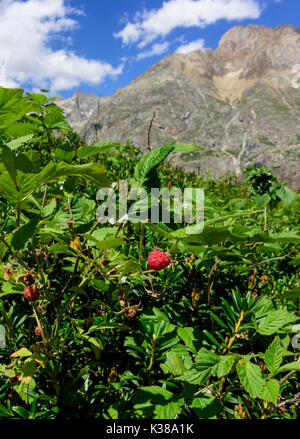 Wilde rote Himbeere blüht inmitten der rauen Schönheit der französischen Alpen, Früchte in den alpen, Lebensmittelkonzept, vertikaler Hintergrund Stockfoto