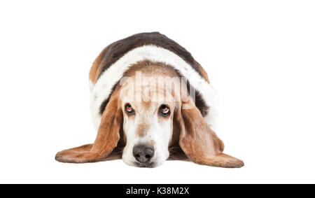 Basset Hound liegen und Blick in die Kamera, Hintergrund weiß Stockfoto