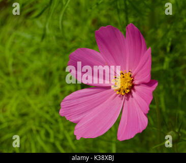 Pink daisy closeup vor der Unschärfe der grüne Laub Stockfoto
