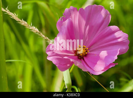 Rosa Blume Nahaufnahme vor Verschwommenes grün Stockfoto