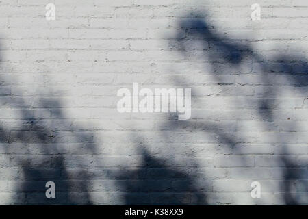 Alte weiße Mauer mit dappled Schatten Stockfoto