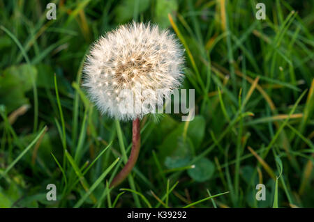 Nahaufnahme von einem Löwenzahn Samen Kopf, Taraxacum, in langen Gras mit sanften Abendlicht, East Lothian, Schottland, Großbritannien Stockfoto