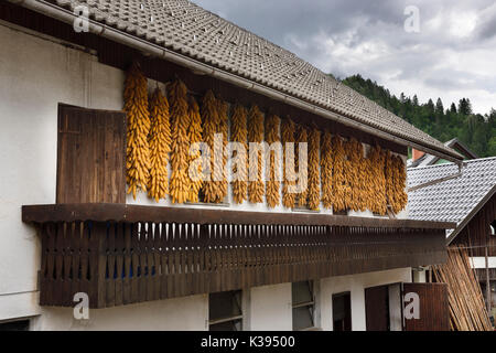 Maiskolben hängen unter dem dachvorsprung von einem Stein Fliesen Dach Haus mit Balkon in Selo Dorf in Bled Slowenien zu trocknen Stockfoto