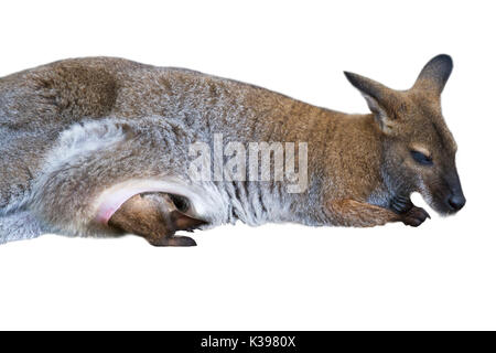 Wallaby mit Baby im Beutel auf weißem Hintergrund Stockfoto