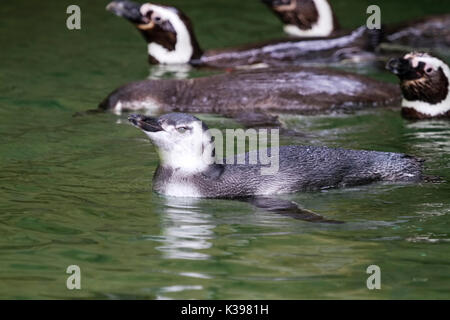 Magellan-pinguine schwimmen Stockfoto