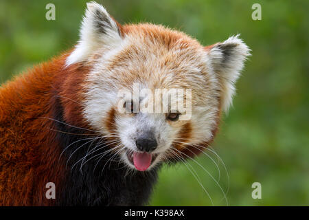 Kleiner Panda (Ailurus fulgens) an leeren Zoo Des Moines, IA, USA Stockfoto