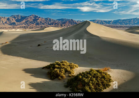 Sträucher, Sanddüne und Grapevine Mountains, Mesquite flachen Sand Dünen, Death Valley National Park, Kalifornien, USA Stockfoto