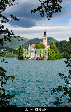 Bleder Insel mit Treppe zur Wallfahrtskirche Maria Himmelfahrt, die von Ästen in türkisfarbenen See Bled Slowenien gerahmt Stockfoto
