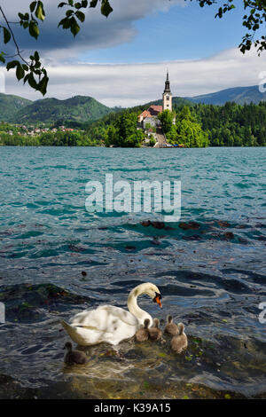 Höckerschwan Mutter mit Jungen downy Cygnets in türkisfarbenen See Bled mit Wallfahrtskirche Maria Himmelfahrt auf der Insel Bled Slowenien Stockfoto