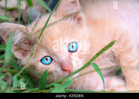 Kleine pfirsichfarbenen Katze mit blauen Augen liegt im grünen Gras Stockfoto