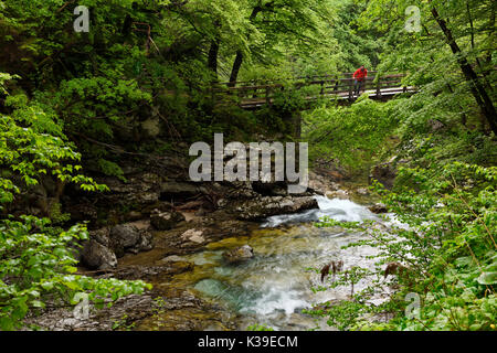 Besucher in rot auf Brücke über den laut Summe Wasserfall im grünen Frühling Wald am Ende der Schlucht Vintgar auf dem Fluss Radovna Slowenien Stockfoto