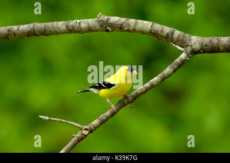 Eine amerikanische Stieglitz Männchen zeigt seine stattliche Zucht Gefieder auf einen Kirschbaum Extremität in Tennessee, USA. Stockfoto