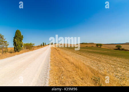 Dirt Road, die durch gelbe Unkraut der Landschaft des Val d'Orcia, berühmte Siena Region unter der Sonne der Toskana in Italien Stockfoto