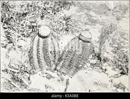 "Drei junge Crusoes, ihr Leben und ihre Abenteuer auf einer Insel in der Karibik" (1918) Stockfoto