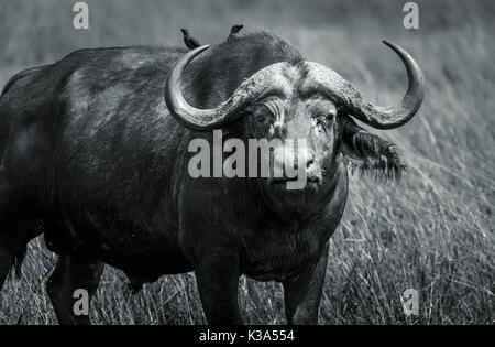 Große Stier (männlich) Büffel, Syncerus caffer, einer der Big5, stehend im langen Gras in der Savanne in der Masai Mara, Kenia mit yellow-billed oxpeckers Stockfoto