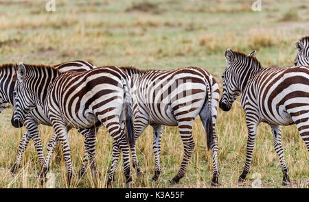 Herde von Ebenen oder Burchell's Zebra, Equus burchellii, Wandern in der Savanne, Masai Mara, Kenia während der großen Migration Stockfoto