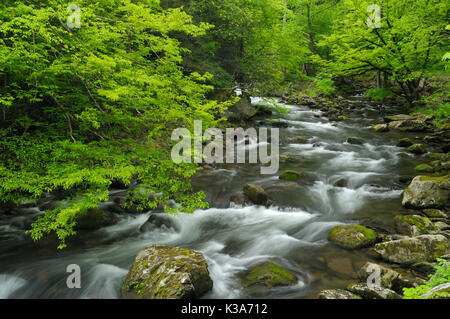 Kaskaden in den mittleren Stift des Little Pigeon River im Tremont der Great Smoky Mountains National Park, Tennessee, USA Mitte Mai. Stockfoto