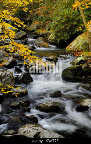 Die mittlere Zinke des Little Pigeon River im Tremont des Great Smoky Mountains National Park im Herbst des Jahres. Stockfoto