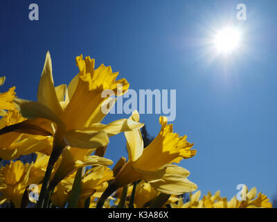 Gelbe Jonquils Anbetung der warmen Morgensonne an einem Frühlingstag (Narcissus jonquilla). Der Jonquil ist eine der ersten blühenden Pflanzen im angezeigt werden Stockfoto