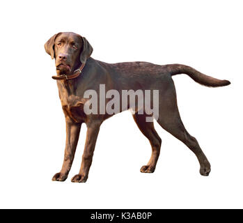 Labrador Retriever Hund. Close-up Portrait auf weißem Hintergrund Stockfoto