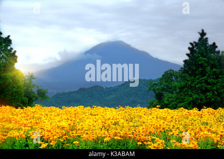 Gelber Mohn vor der Kulisse des Mount Daisen, Japan. Tottori Hanakairo Flower Park. August 2017 Stockfoto