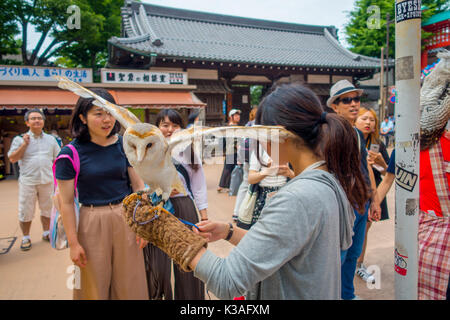 Tokio, Japan, 28. Juni - 2017: Schöne Eule über einer Frau Handgelenk in der Straße in Akihabara Owl Cafe posing - Eulen sind sehr beliebte Haustiere in Japan Stockfoto