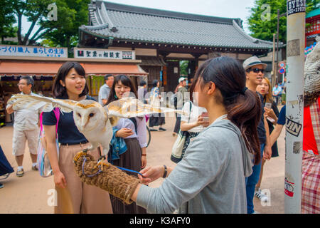 Tokio, Japan, 28. Juni - 2017: Schöne Eule über einer Frau Handgelenk in der Straße in Akihabara Owl Cafe posing - Eulen sind sehr beliebte Haustiere in Japan Stockfoto