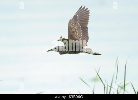 Unreife Schwarz - gekrönte Nachtreiher (Nycticorax nycticorax) im Flug, der Lago de Chapala, Jalisco, Mexiko Stockfoto