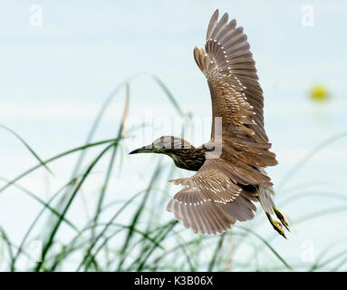 Unreife Schwarz - gekrönte Nachtreiher (Nycticorax nycticorax) im Flug, der Lago de Chapala, Jalisco, Mexiko Stockfoto