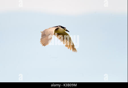 Schwarz - gekrönte Nachtreiher (Nycticorax nycticorax) im Flug, der Lago de Chapala, Jalisco, Mexiko Stockfoto