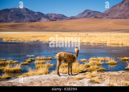 Vicuña (vicugna vicugna) oder Vicuña auf einem See, Vulkane, Andenhochland, Rio Putana, San Pedro de Atacama, El Loa Stockfoto