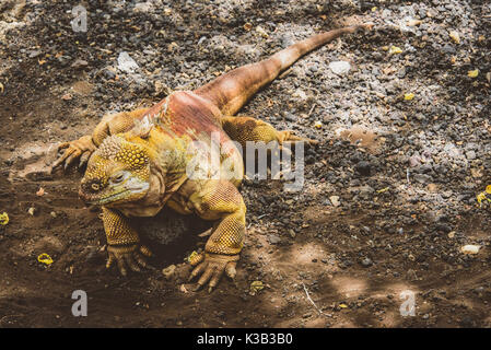 Land Leguan auf den Galápagos-Inseln Stockfoto