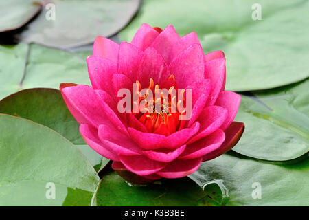 Seerose (Nymphaea), rosa Blume, Deutschland Stockfoto