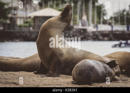 Seelöwen posing/watschelte auf der Galapgos Inseln Stockfoto