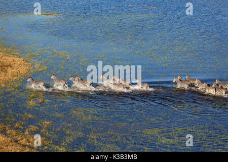 Burchell's Zebra (Equus quagga burchelli), Roaming im Süßwasser-Sumpf, Luftaufnahme, Okavango Delta, Moremi Game Reserve Stockfoto