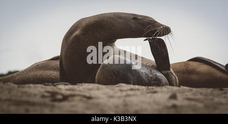 Seelöwen posing/watschelte auf der Galapgos Inseln Stockfoto