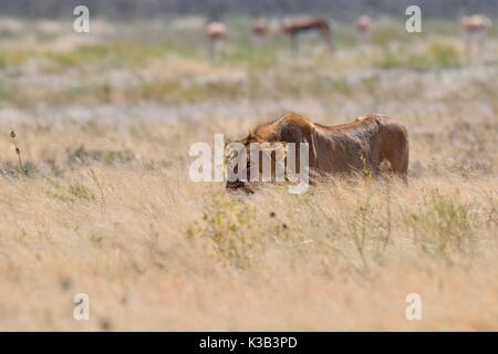 Afrikanischer Löwe (Panthera leo), junge männliche Wandern in trockenes Gras, Etosha National Park, Namibia Stockfoto