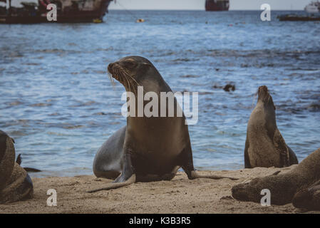 Seelöwen posing/watschelte auf der Galapgos Inseln Stockfoto