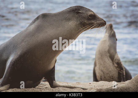 Seelöwen posing/watschelte auf der Galapgos Inseln Stockfoto
