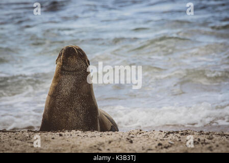 Seelöwen posing/watschelte auf der Galapgos Inseln Stockfoto