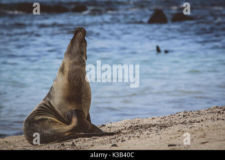 Seelöwen posing/watschelte auf der Galapgos Inseln Stockfoto