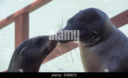 Seelöwen küssen Stockfoto