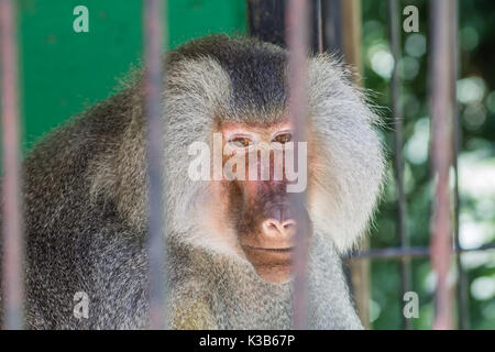 Pavian durch die Bars im Zoo suchen Stockfoto