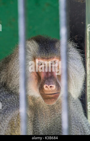 Pavian durch die Bars im Zoo suchen Stockfoto