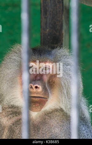 Pavian durch die Bars im Zoo suchen Stockfoto