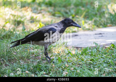 Schwarze und graue Nebelkrähe auf Park Hintergrund Stockfoto