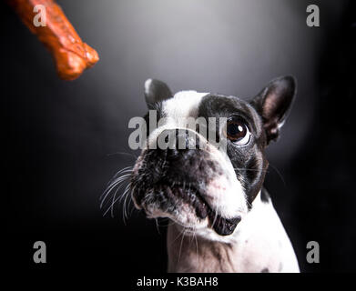 Boston Terrier, stehend vor grauem Hintergrund Stockfoto